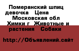 Померанский шпиц - девочка › Цена ­ 20 000 - Московская обл., Химки г. Животные и растения » Собаки   